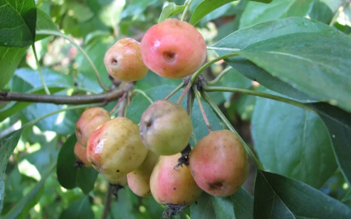 Feuerbrand: Der Resistenz auf der Spur