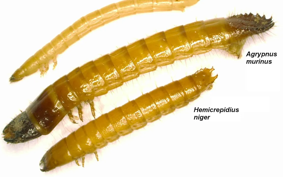 Drahtwurm-Vorkommen in Deutschland