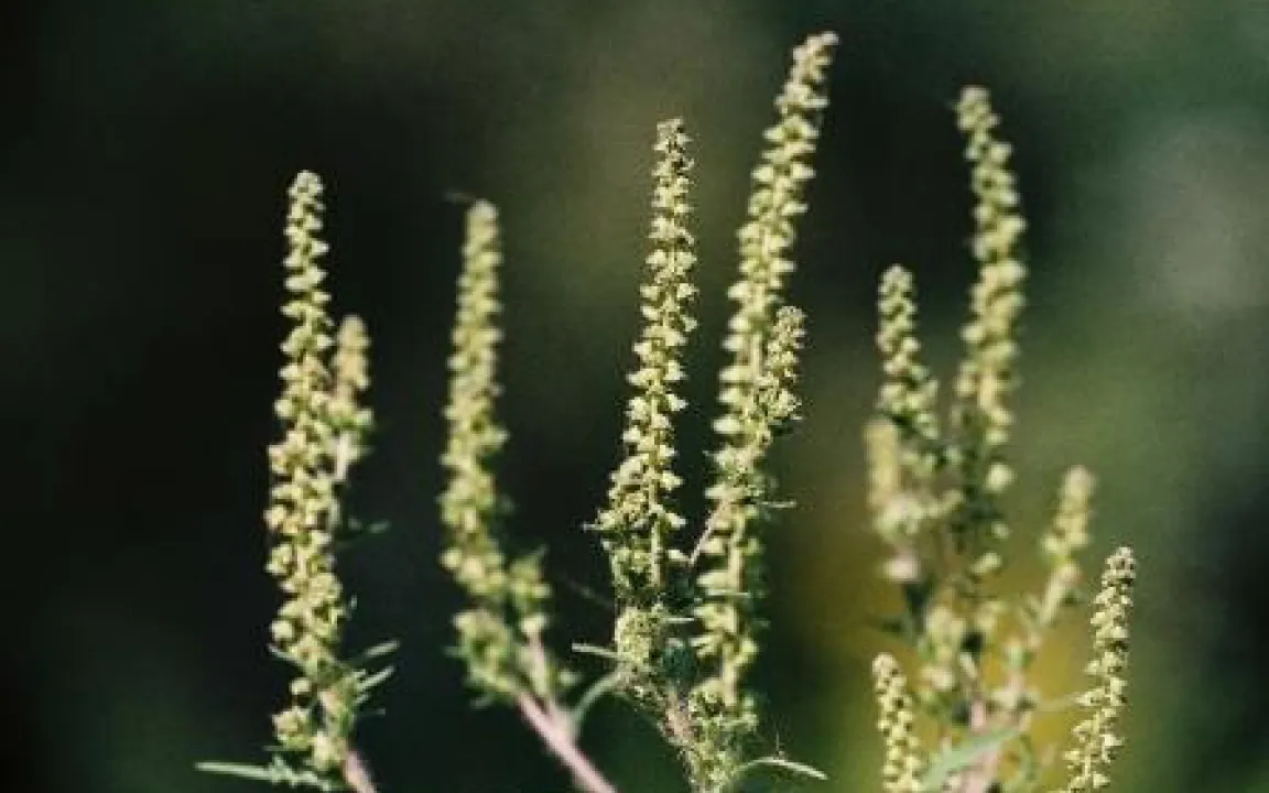 Beifuß-Ambrosie jetzt ausreißen! 