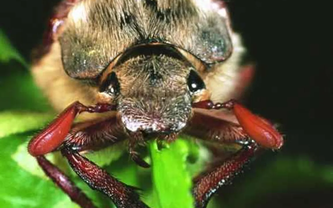 Maikäfer lässt die Kälte kalt!