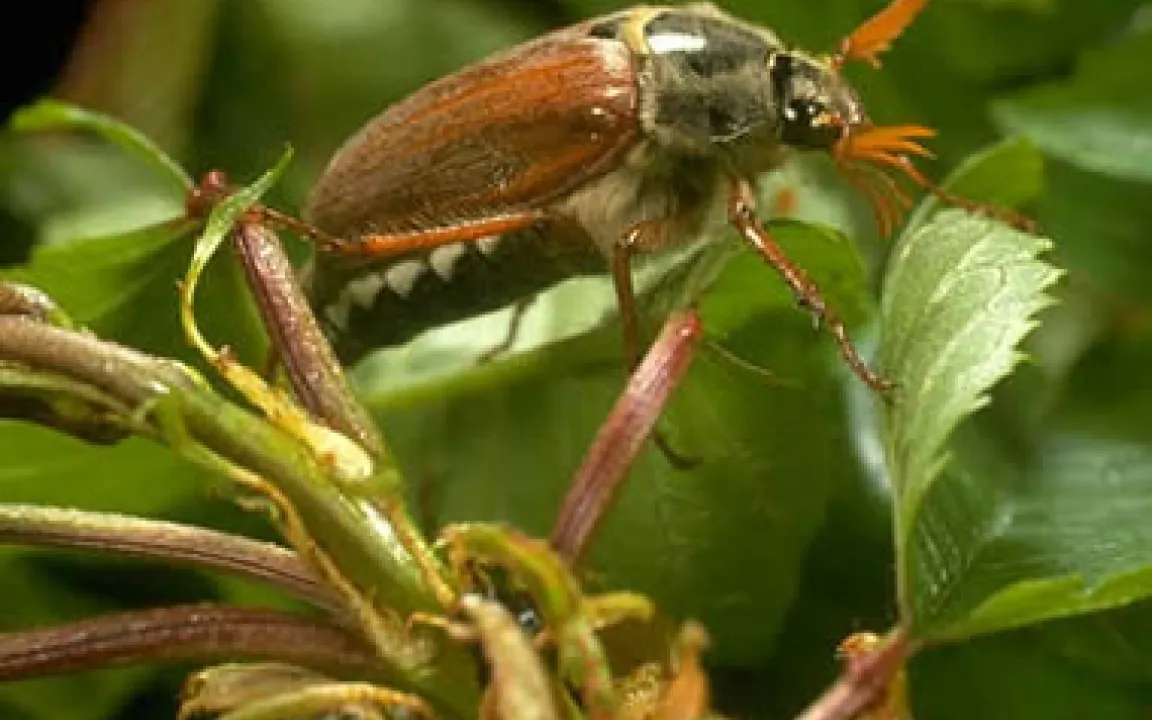 Zahlen, Daten, Fakten 4/06