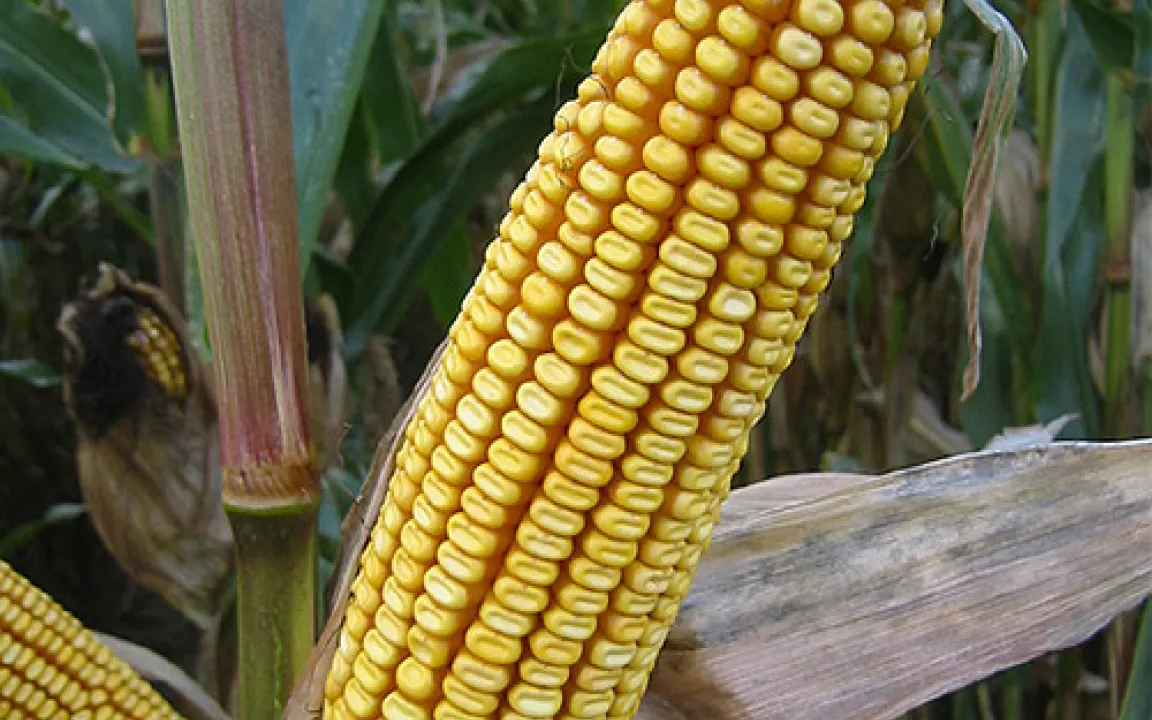 Weltgetreidevorräte schrumpfen