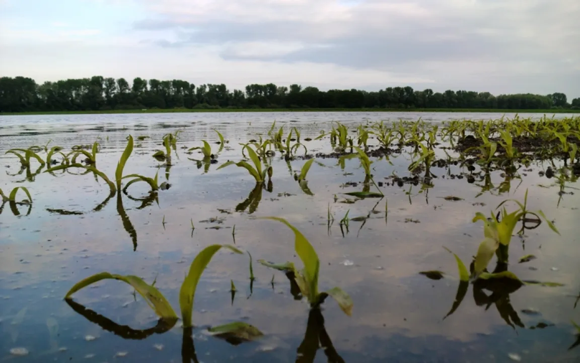 Pflanzen ersticken bei Überschwemmungen