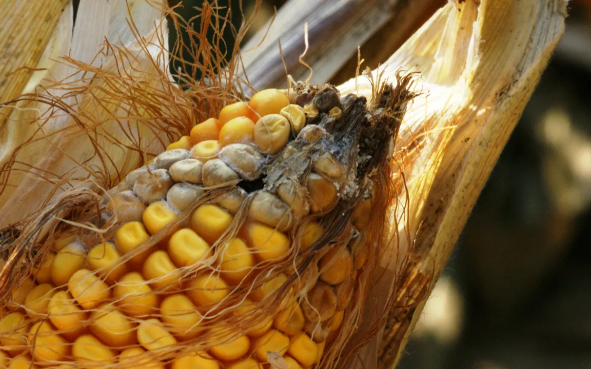Pflanzeneigene Abwehrkräfte halten den Maiszünsler in Schach