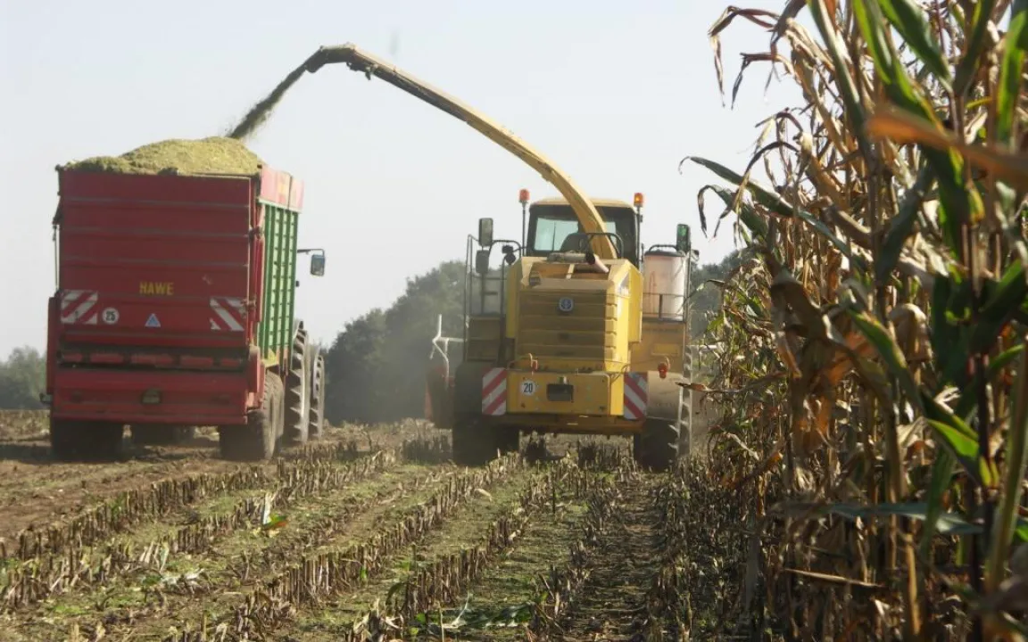 Nur hochertragreiche Energiepflanzen haben Zukunft