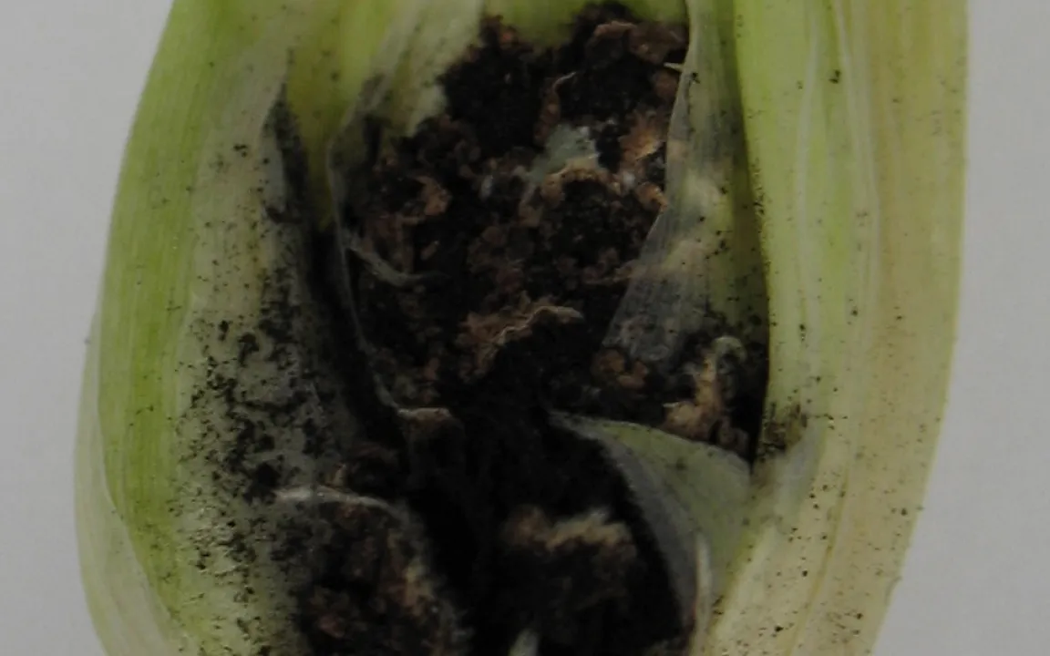 Erbgut eines bedeutenden Brandpilzes am Mais entschlüsselt