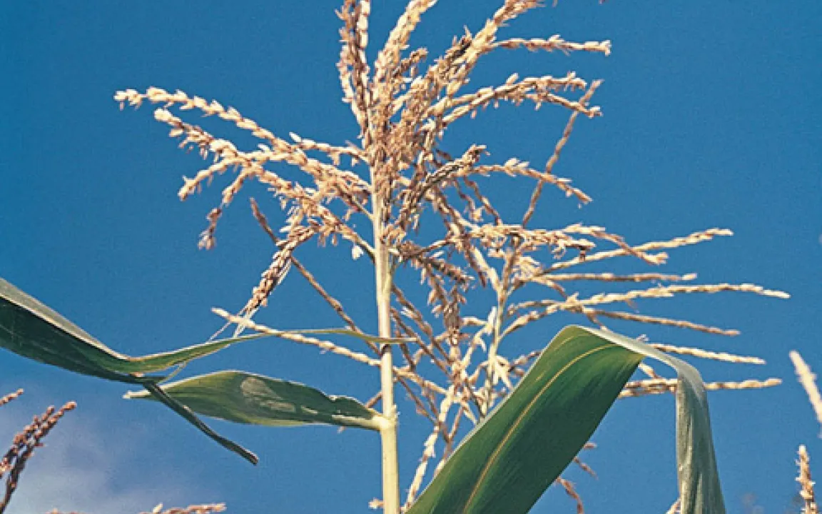 Bt-Mais in Europa - zwischen wissenschaftlicher Erkenntnis und politischer Voreingenommenheit 