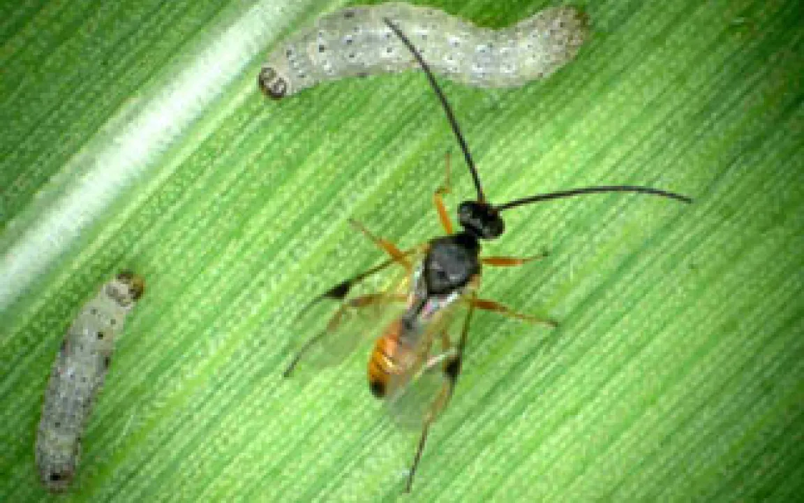 Pflanzen locken die Feinde ihrer Feinde an 