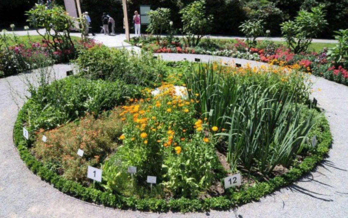 Ohne Bienen geht die Blumenuhr nach