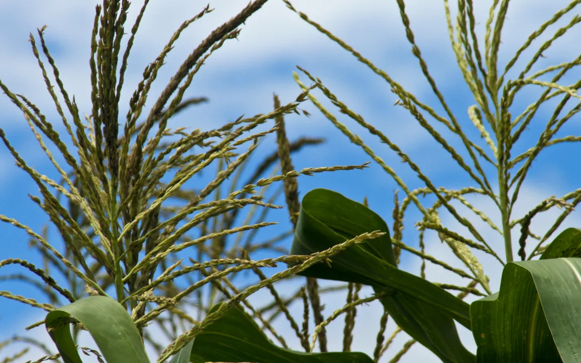 Biodiversität auf dem Acker bringt Ertragssicherheit