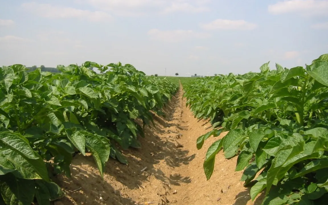 Mangan schützt vor Sonnenbrand