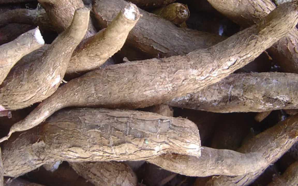 Eine große, vielfältige Pflanzenfamilie, die es in sich hat: Wolfsmilchgewächse