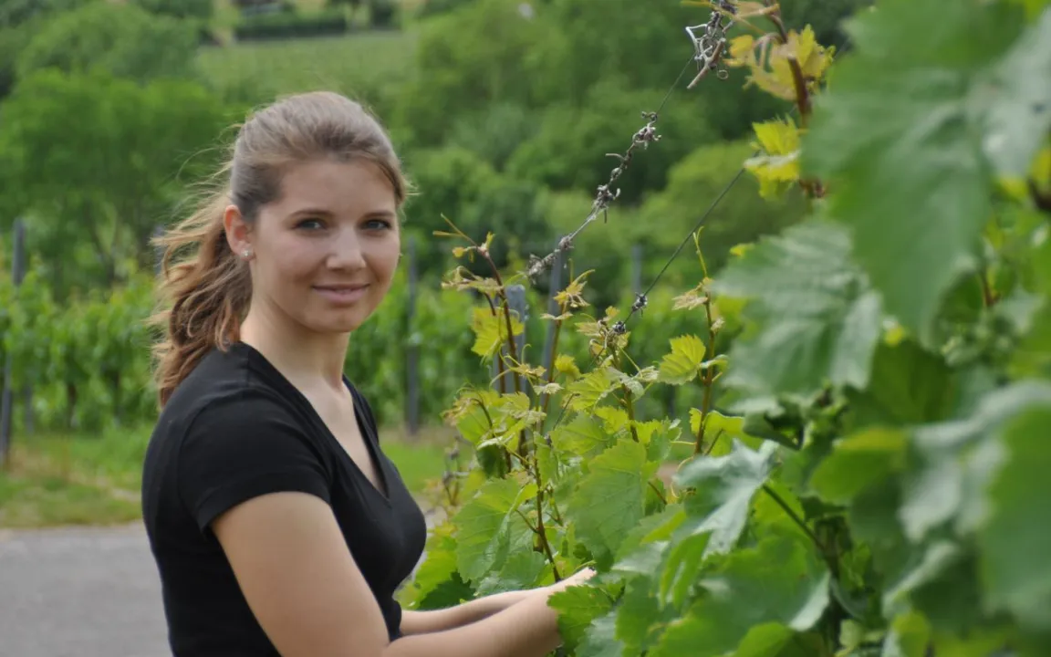 Weinlese 2013: fünf Wochen Vollgas