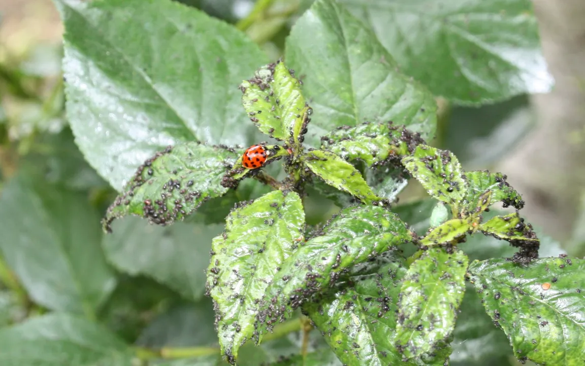 Asiatischer Marienkäfer und heimischer Siebenpunkt-Marienkäfer im Wettstreit