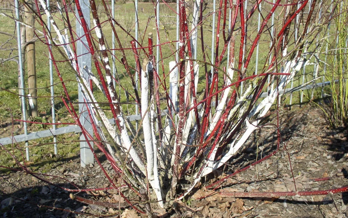 Die Maulbeerschildlaus: Wehret den Anfängen!