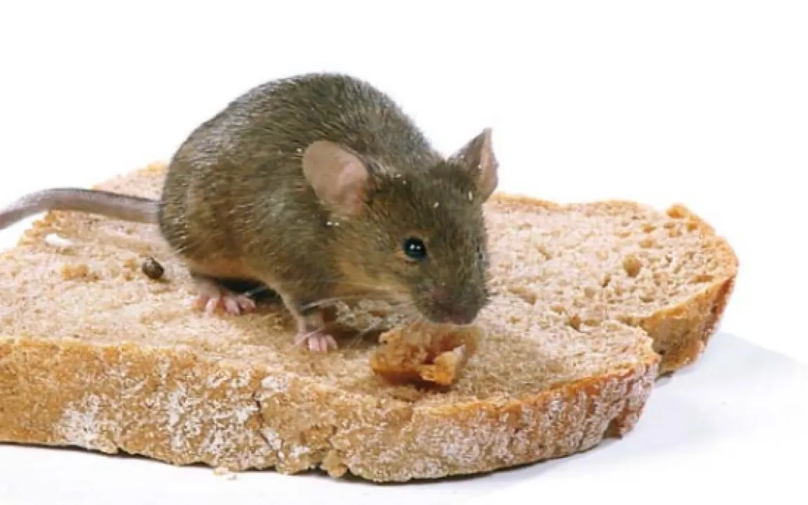 Köder gegen die Maus im Haus