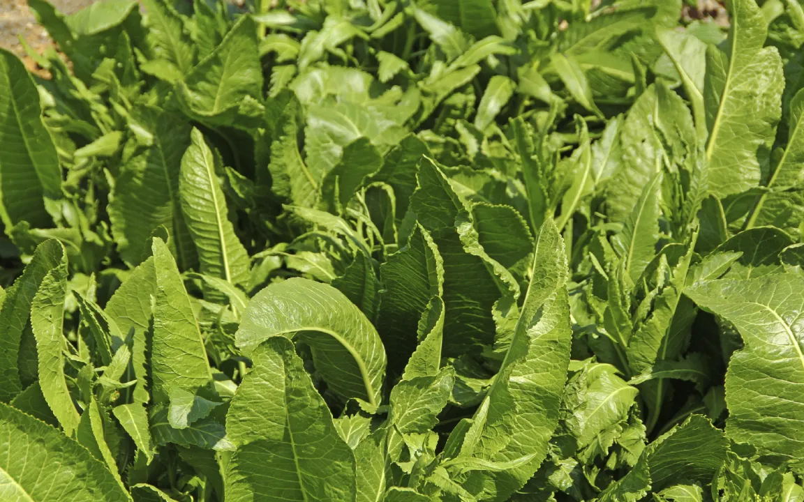 Den Ertragsrückgängen im bayerischen Meerrettichanbau auf der Spur