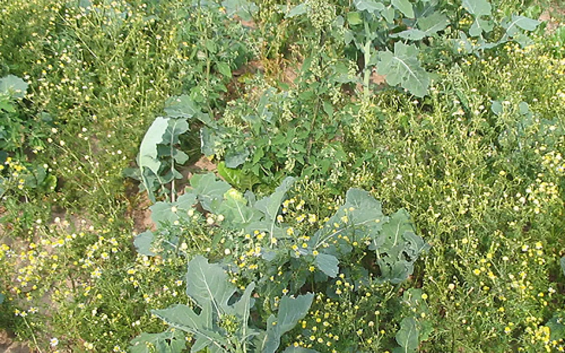 Weniger Pflanzenschutzmittel für mehr Schaderreger?