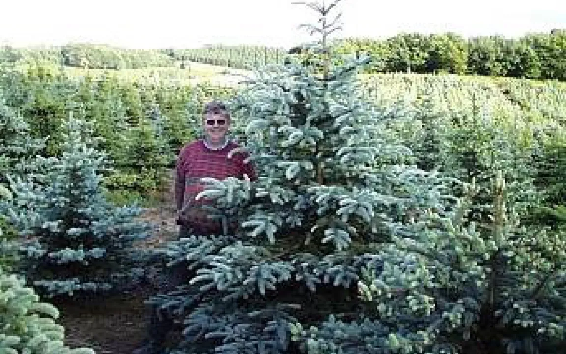 Nadelpilze bedrohen Weihnachtsbäume