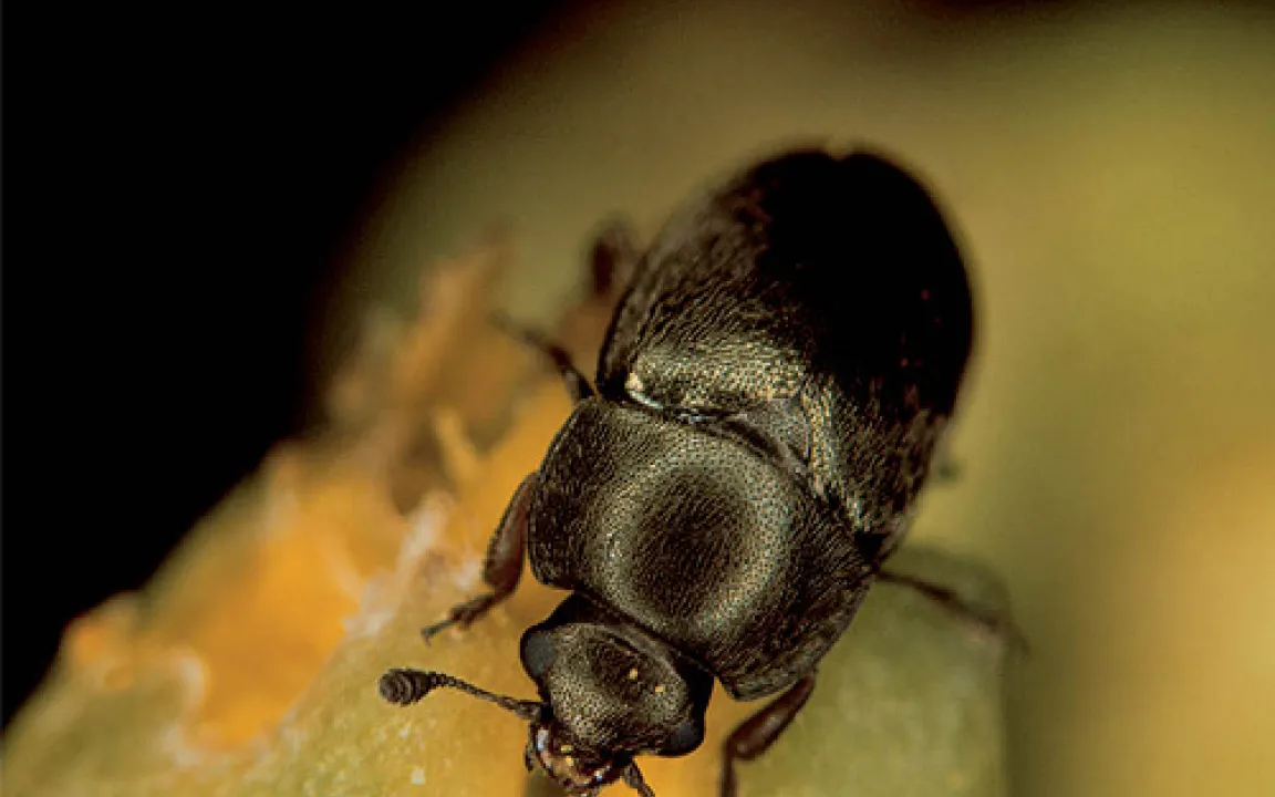 Fressen unseren Biodiesel: Resistente Rapsglanzkäfer gefährden die Rapsernte 2007