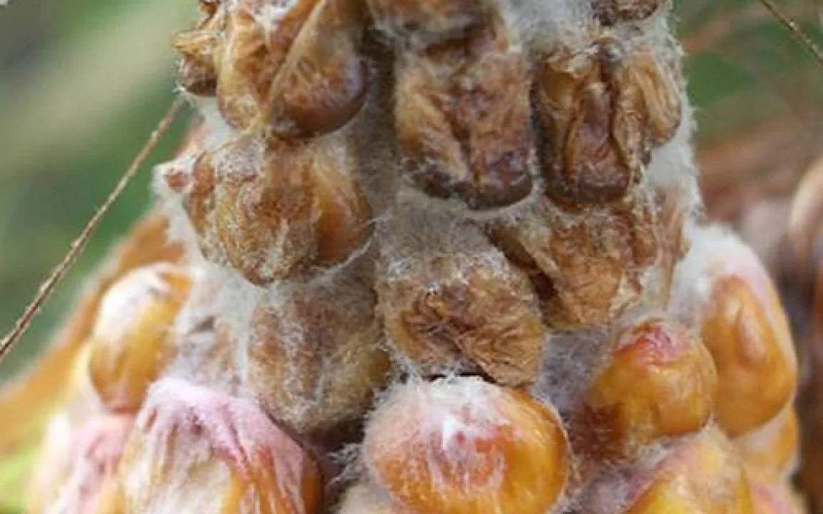 Weniger Pilzgifte in Maisprodukten durch moderne Züchtungsmethoden 