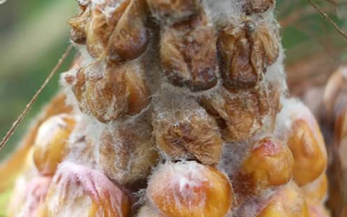 Gefährliche Pilzgifte am Mais verhindern