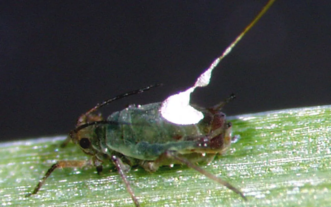 Blattläuse unter Beobachtung 