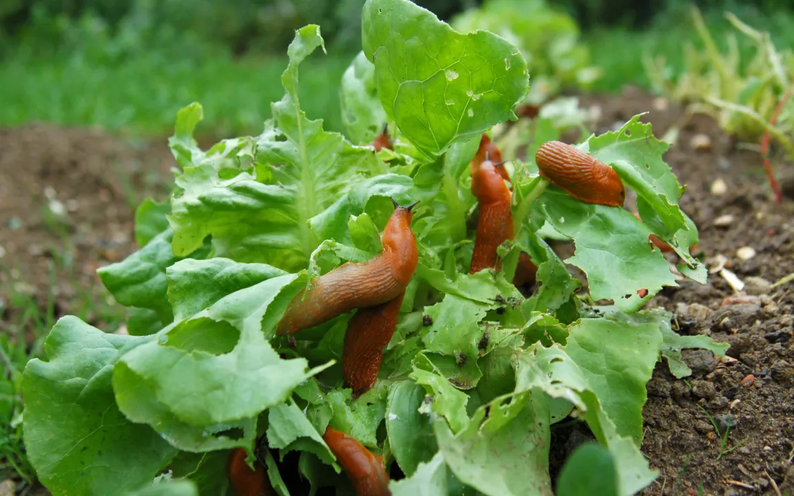 Mit dem Krummstab gegen das große Fressen