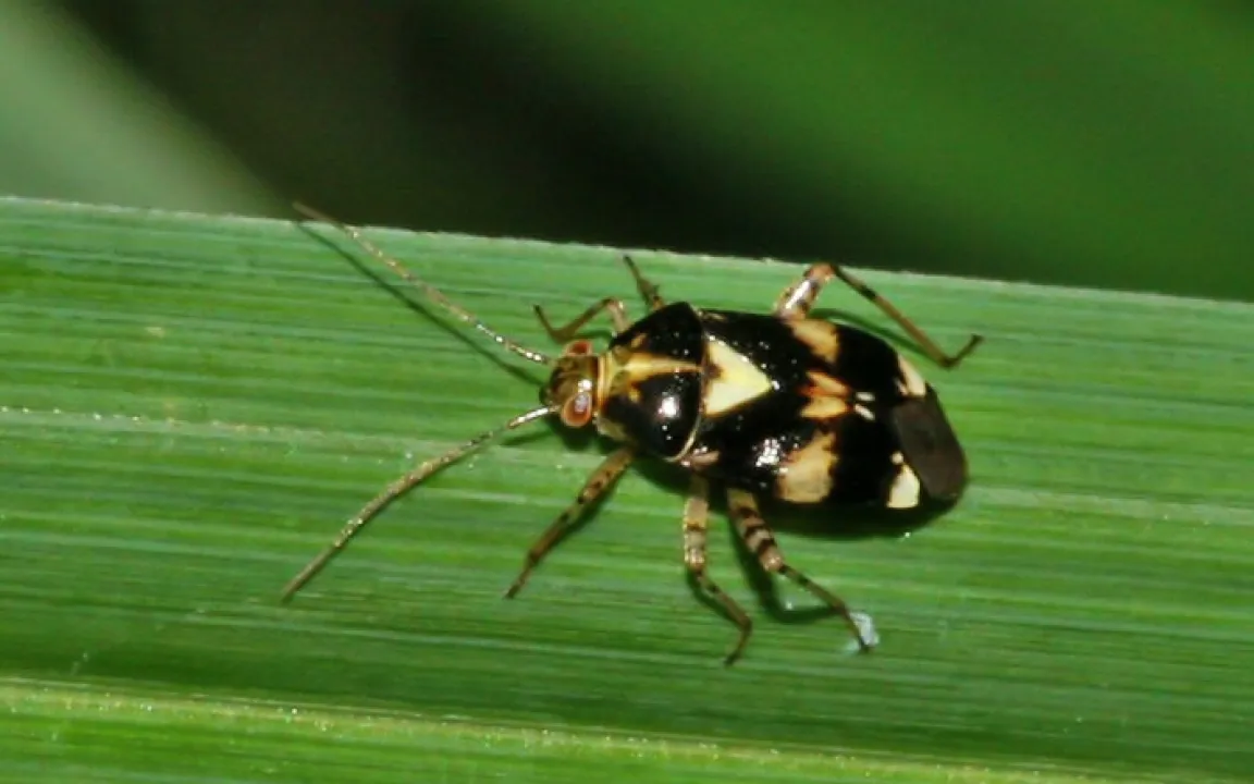 Überraschender Wirtswechsel:  Brennnesselwanze treibt auch im Erdbeerfeld ihr Unwesen