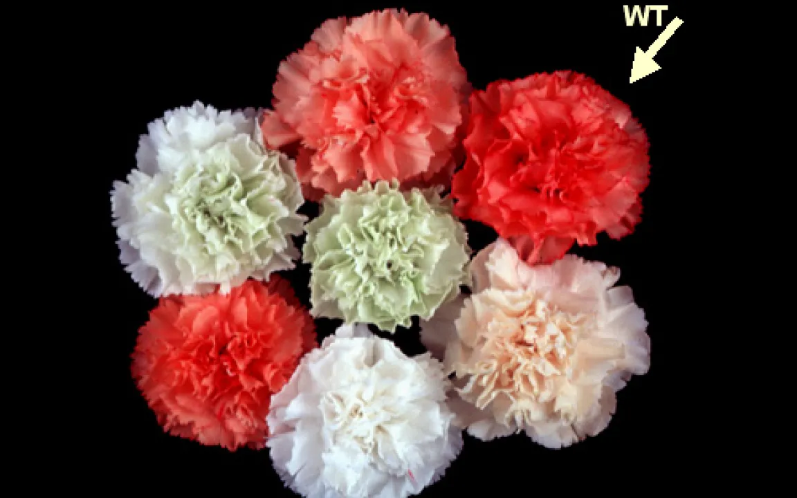 Grüne Gentechnik IX – Erfahrungen mit farbenprächtigeren und länger haltbaren Blumen 