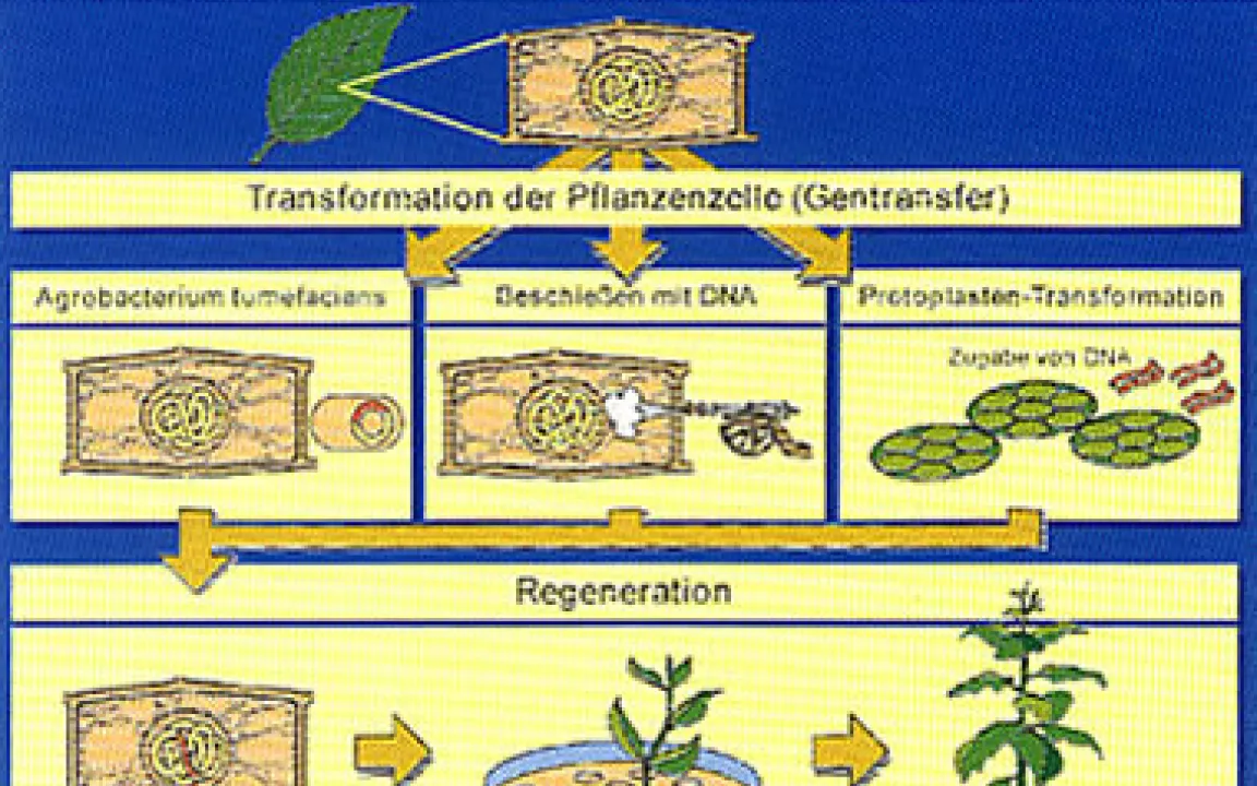 Grüne Gentechnik VI – Wie werden Gene übertragen? 