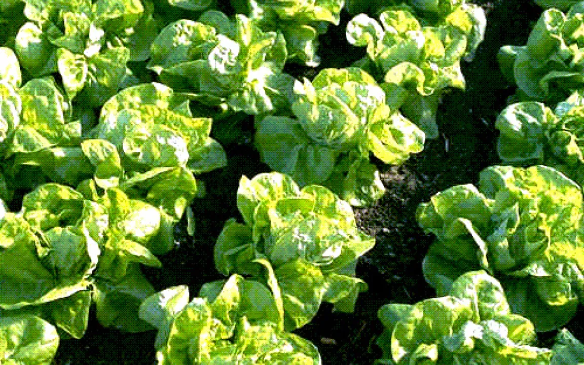 Gehen der Landwirtschaft wichtige Pflanzenschutzmittel verloren?