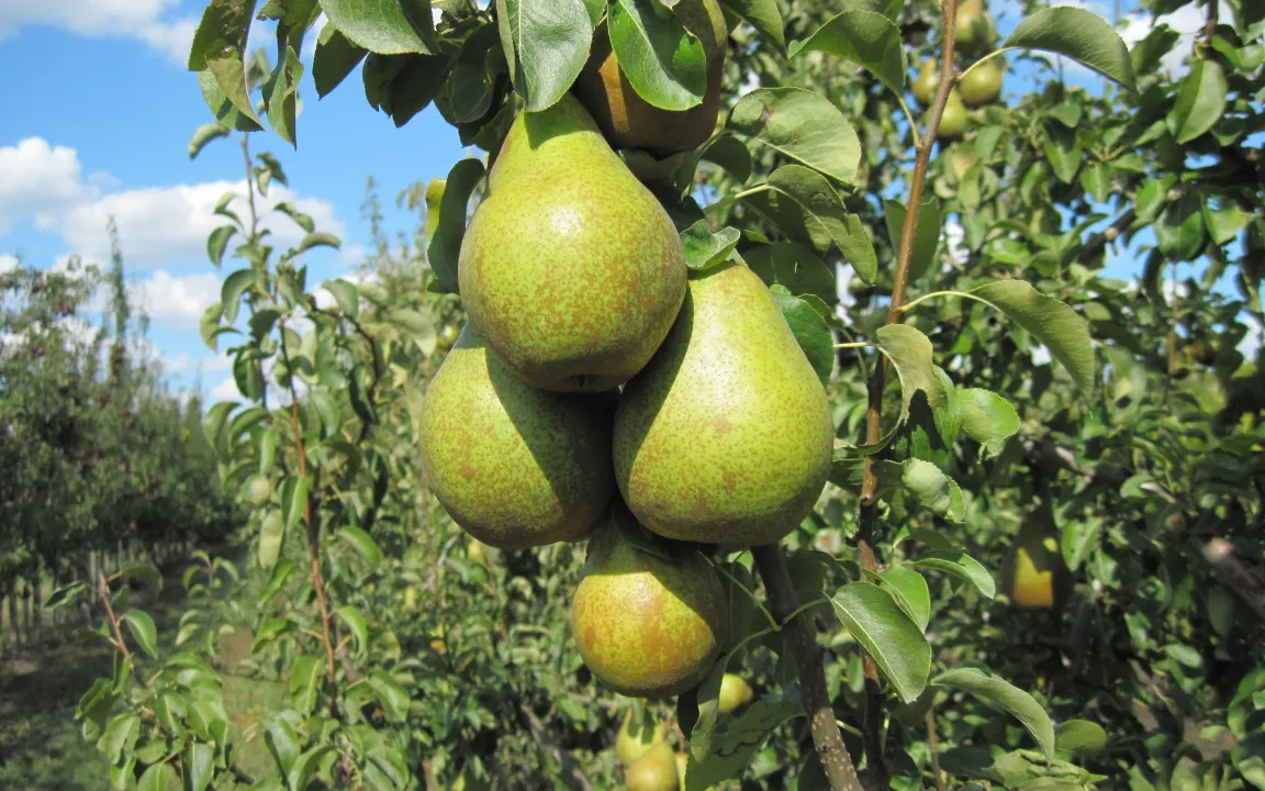 Die Novemberbirne beeindruckt durch Größe, Schönheit und Geschmack
