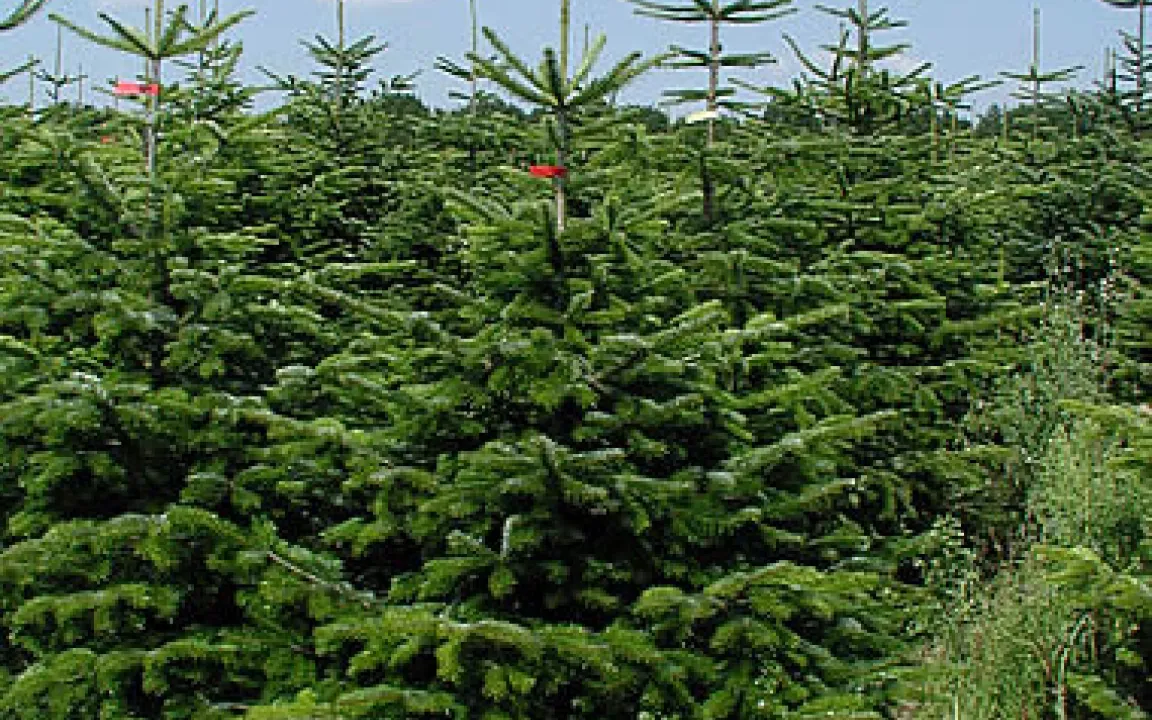 Nordmann-Tannen müssen gut ernährt sein 