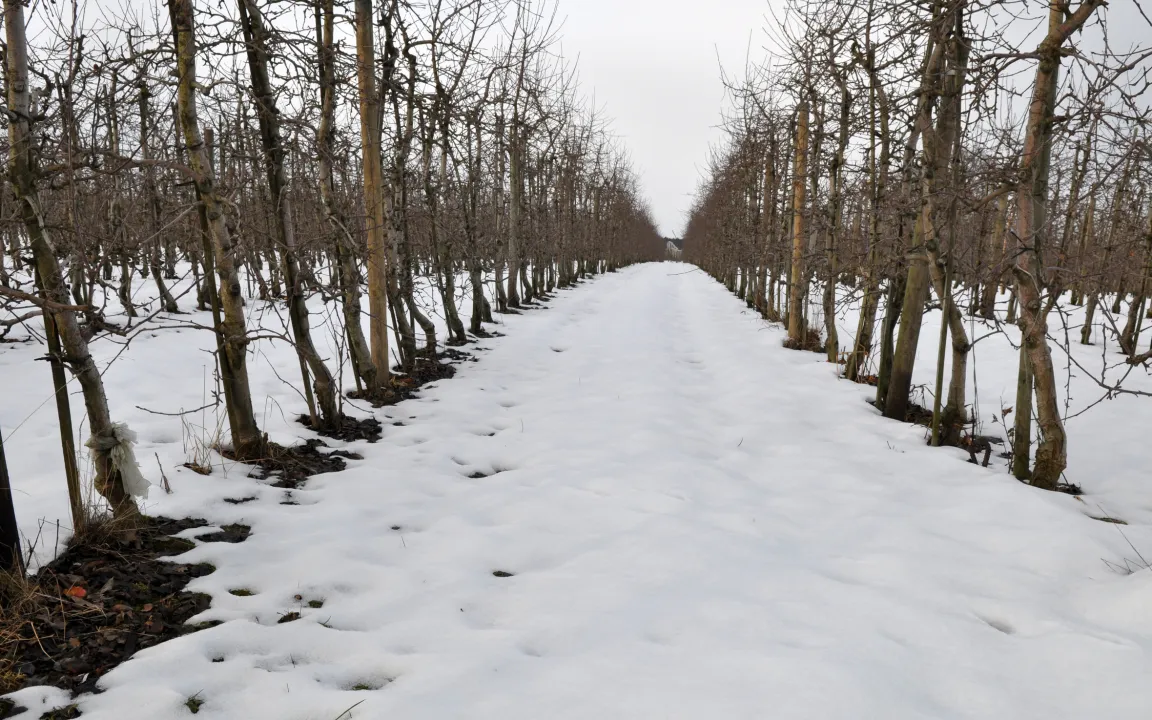 Winterschnitt – wann, wie und wieviel schneiden?