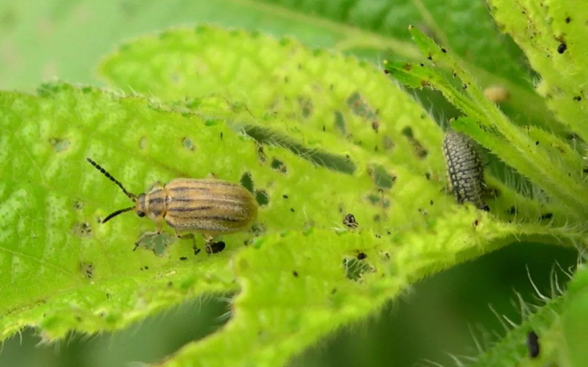 Der Ambrosia-Blattkäfer: Winziger Käfer lässt Allergiker und Landwirte hoffen