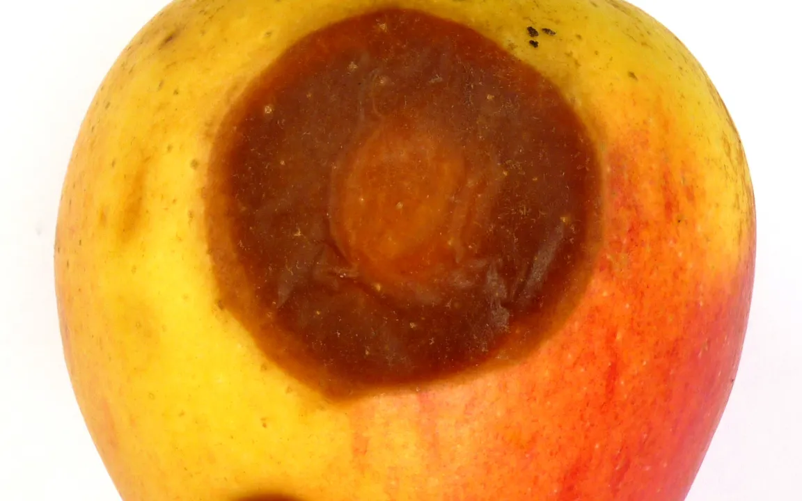 Lagerkrankheiten beim Apfel bekämpfen