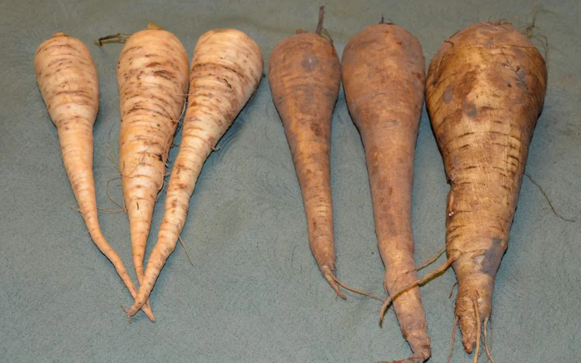Pastinaken: nach Frost würzig-süß