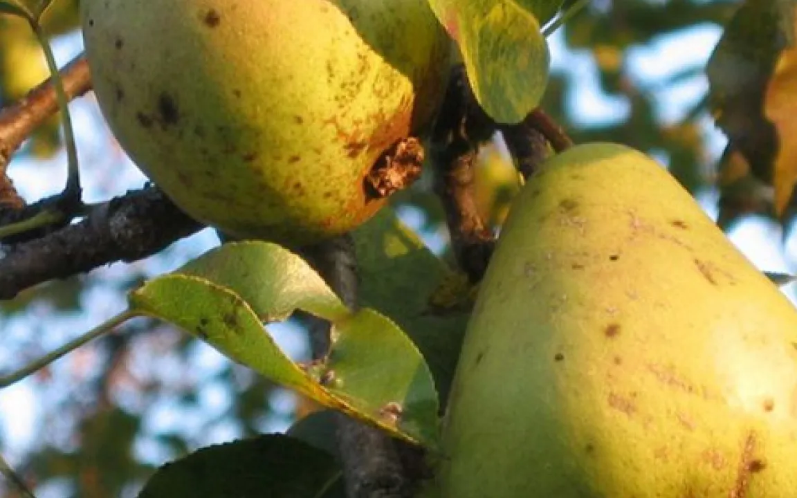 Winzige Bakterien machen Birnbäume todkrank