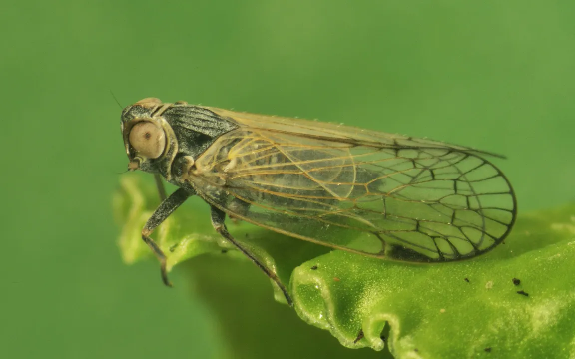 Kleine Schilf-Glasflügelzikade überträgt neue Rübenkrankheit