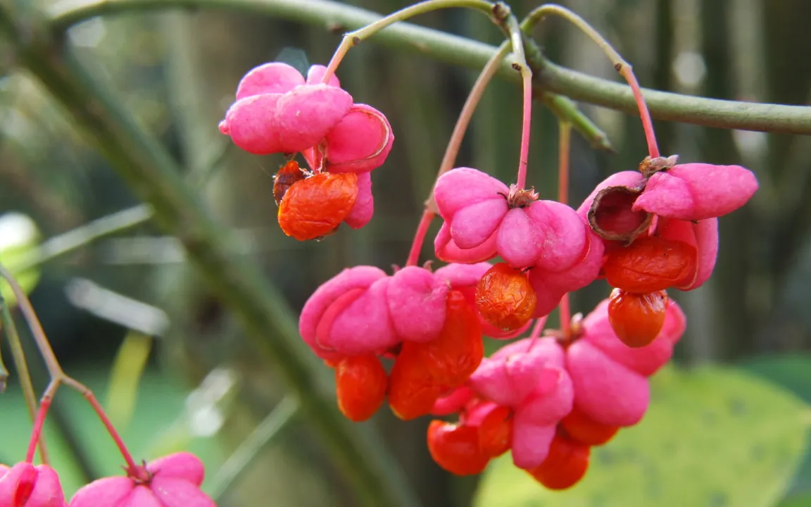 Das Pfaffenhütchen – Giftpflanze des Jahres 2006 