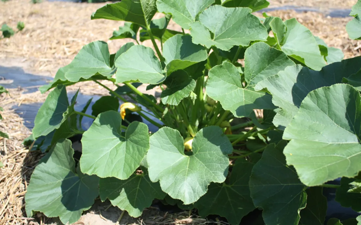 Kürbisse brauchen bei Hitze viel Wasser 