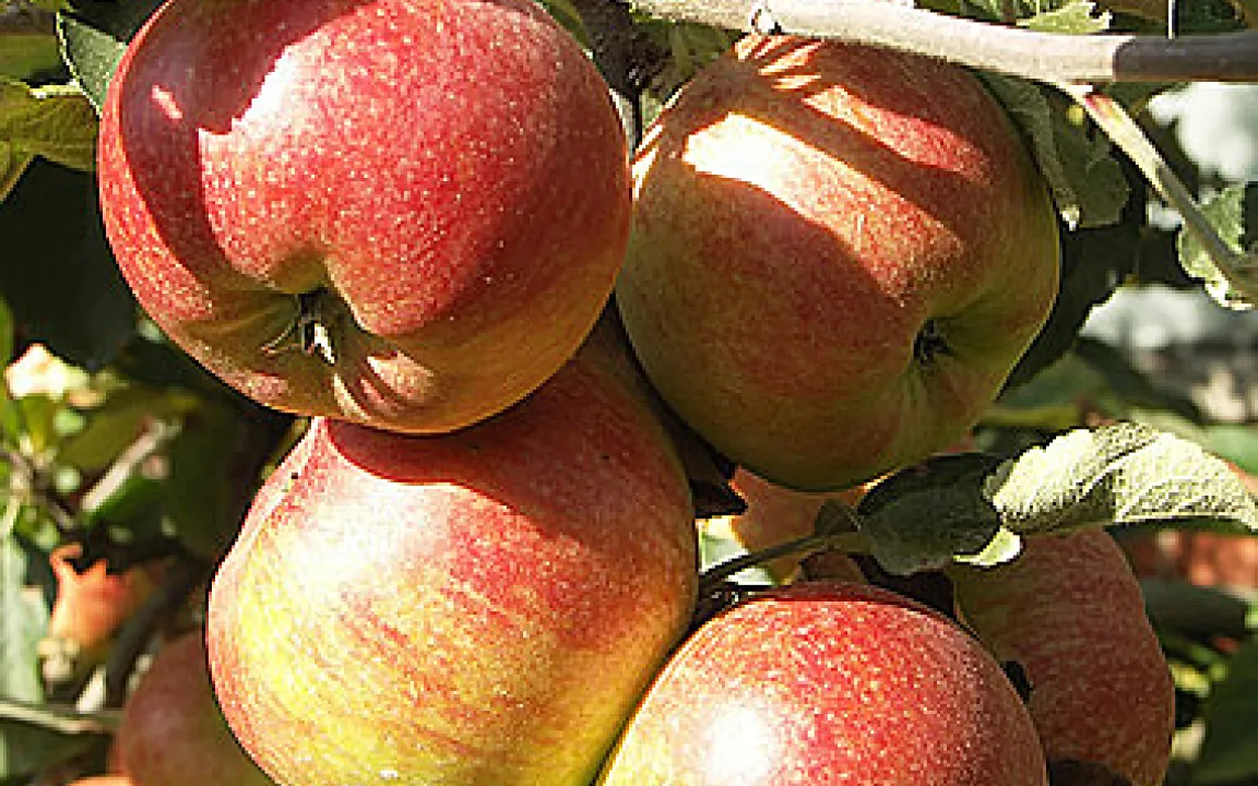 „Wellnesspräparate“ für Pflanzen