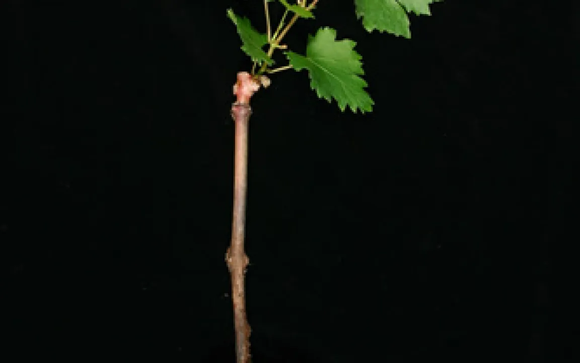 Neue Diagnostik hilft gegen Wurzelreblaus 