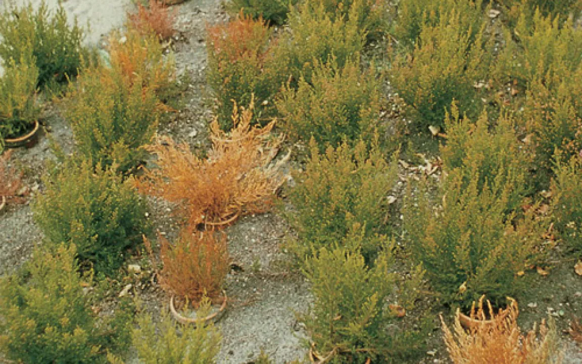 Ein Fäulepilz schwächt verschiedenste Wirtspflanzen 