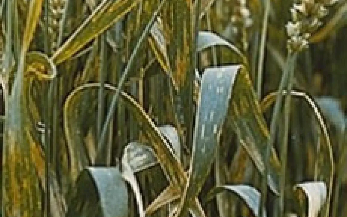 Pilzgenen auf der Spur