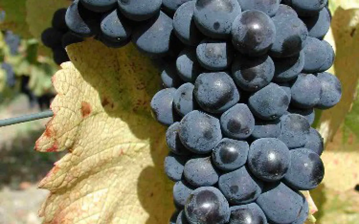 Gen-Forschung für Reben 