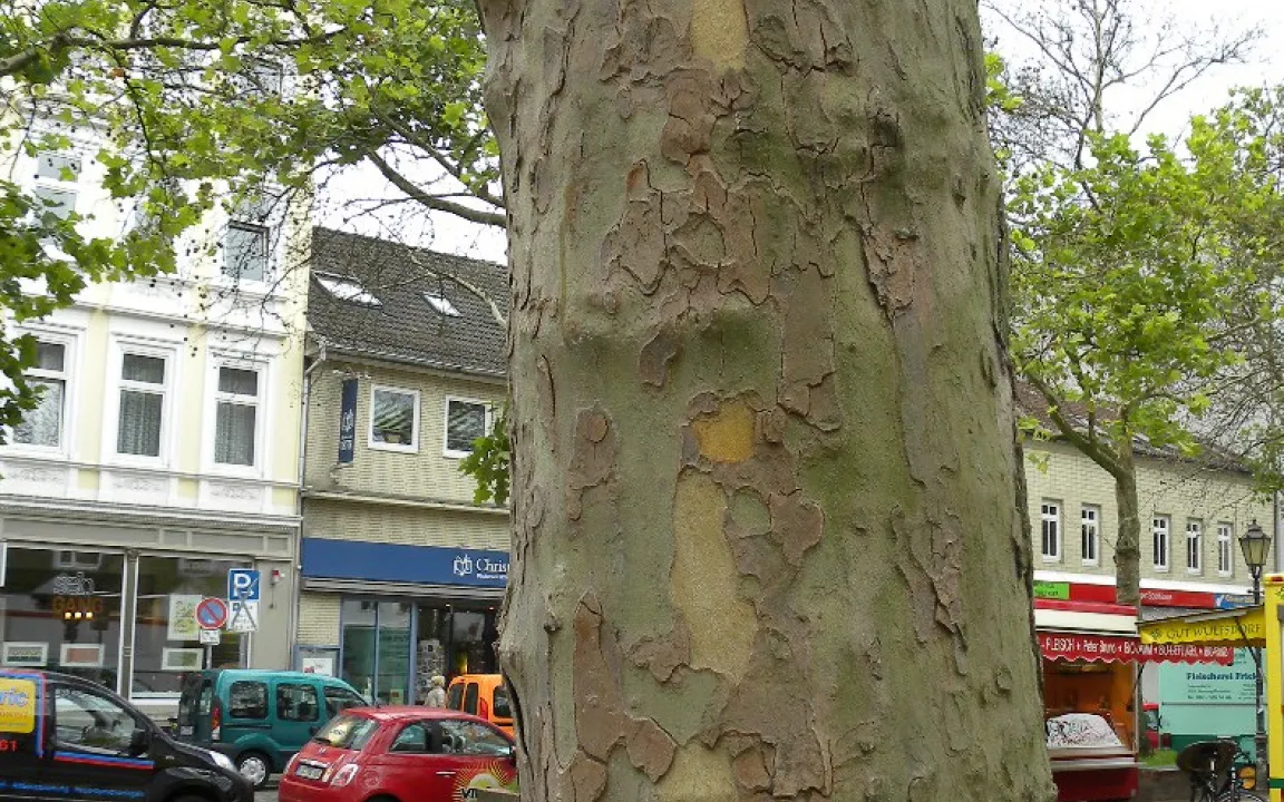 Platanen geht es an die Krone