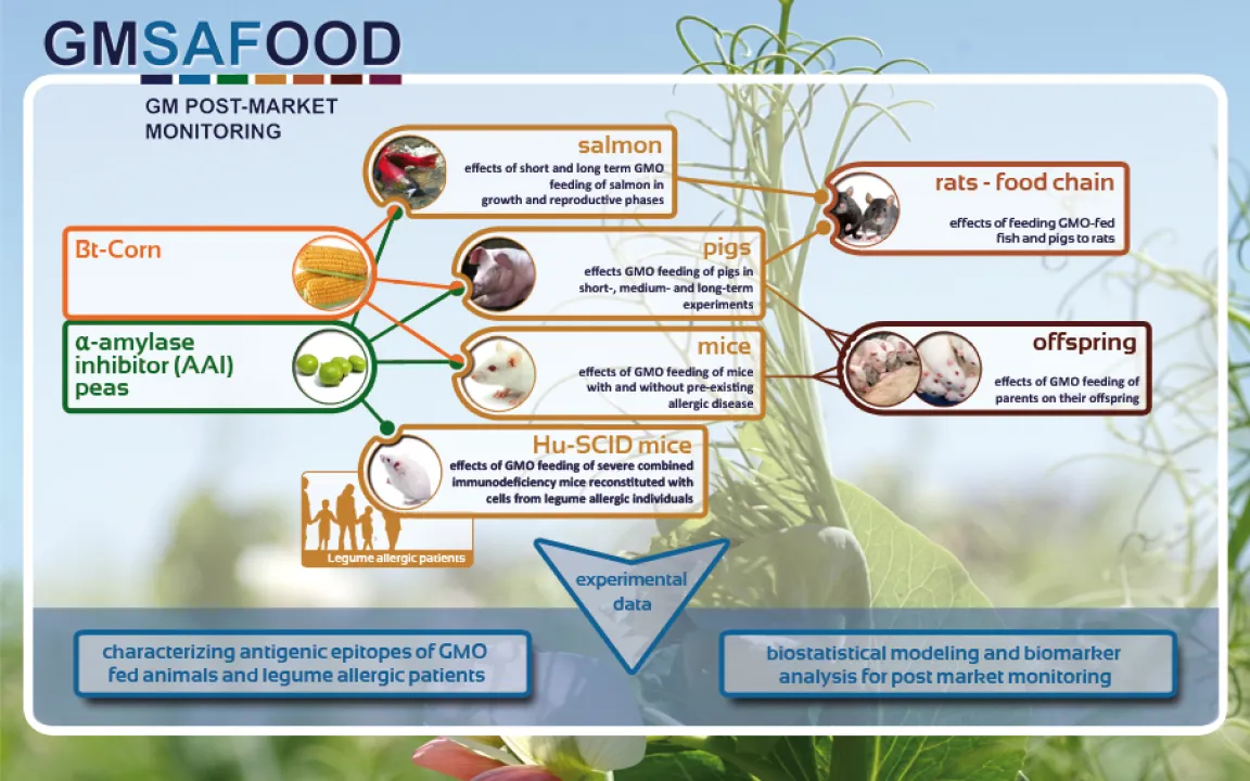 Gentechnisch veränderte Futtermittel zeigen keine negtiven Auswirkungen auf Tiere