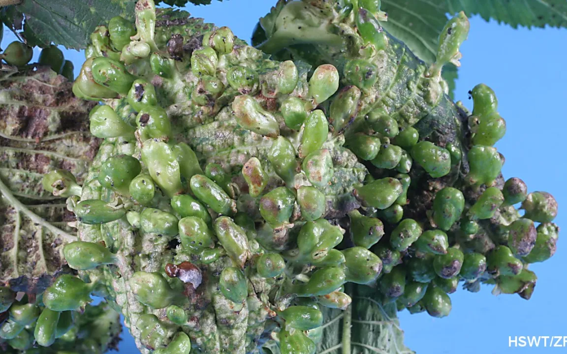 Blattläuse mögen Ulmen